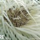 Anemone, Tube - Cerianthus sp._001_Mae Haad_G10