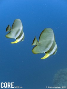 Batfish, Longfin - Platax teira_001_Samran Pinnacle_G10