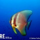 Batfish, Longfin - Platax teira_001_South West Pinnacle_S45
