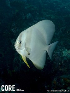 Batfish, Longfin - Platax teira_015_Sail Rock_G10