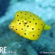 Box Fish, Yellow (juvanile) - Ostracion cubicus _005_Sail Rock_G7