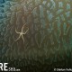 Brittle Star on Jellyfish - Ophiurida sp. on Thysanostoma thysanura_001_Sail Rock_G10
