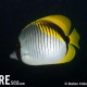 Butterflyfish, Lined - Chaetodon lineolatus_001_Sail Rock_G10