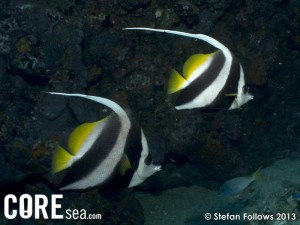 Butterflyfish, Longfin Bannerfish - Heniouchus acuminatus_002_Sail Rock_G12