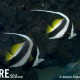 Butterflyfish, Longfin Bannerfish - Heniouchus acuminatus_002_Sail Rock_G12