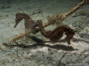 Seahorse, Common - Hippocampus taeniopterus