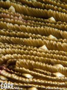Mushroom Coral, Fungia sp.