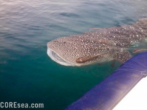 what are are you doing baby whale shark? This place is filthy!