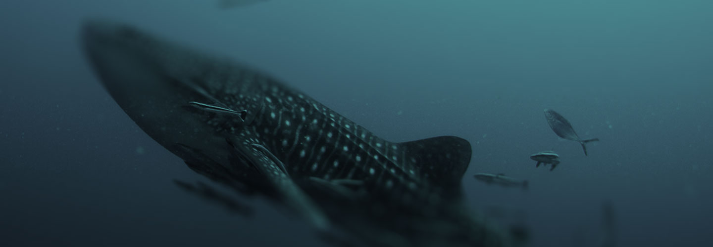 whaleshark | COREsea