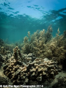 When plant_eating fish (herbivores)  are removed, algae can overgrow coral