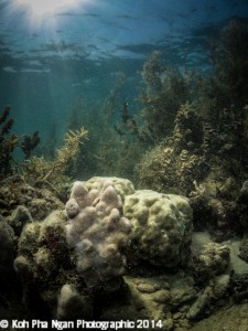 Coral (Porites sp.) overgrown by Algae (Sargassum sp.), image by Stefan Follows
