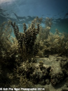 When many nutrients are available, algae proliferate and corals have problems