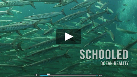 Schooled | by Ocean Reality Thailand