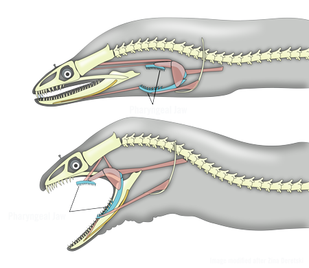 1500px-Pharyngeal_jaws_of_moray_eels