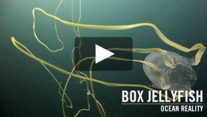 box jellyfish