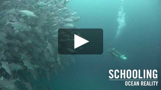Schooling | by Ocean Reality